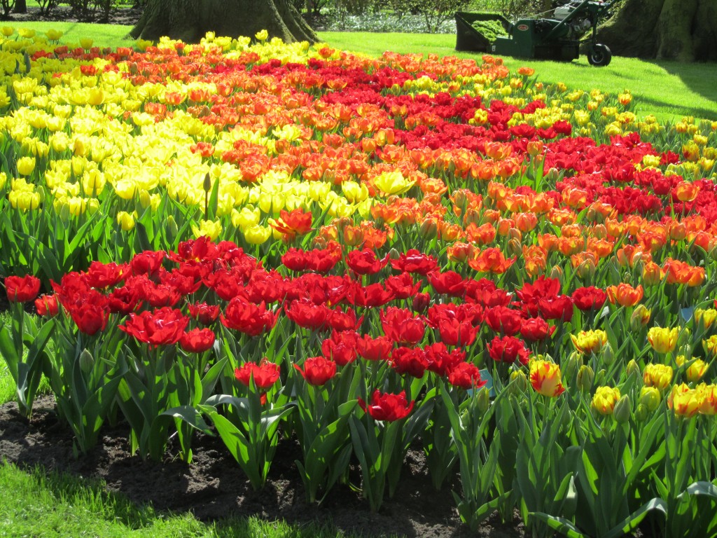 Inspiring Images Kuekenhof Gardens (Tulips!)