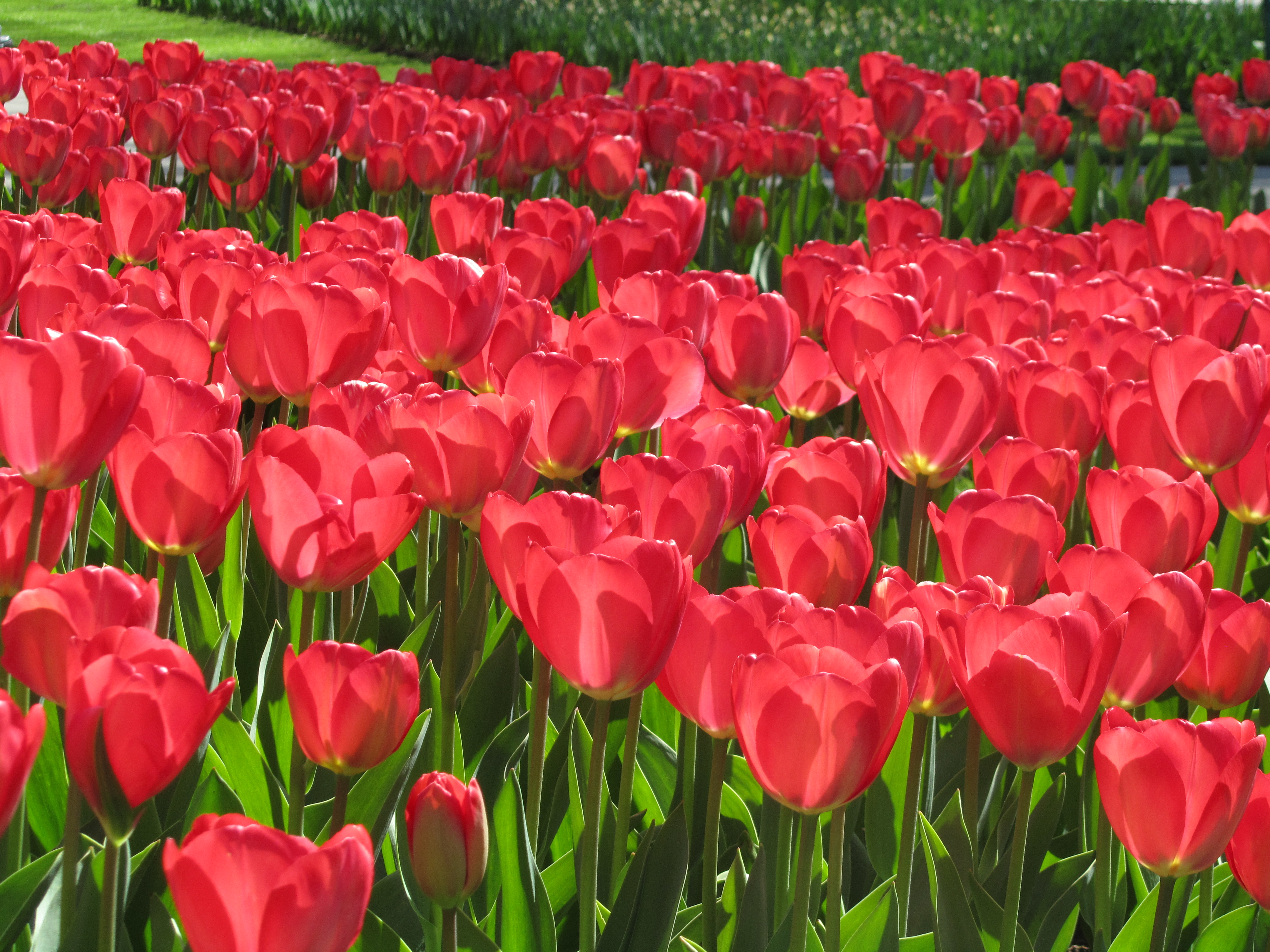 Inspiring Images Kuekenhof Gardens (Tulips!)