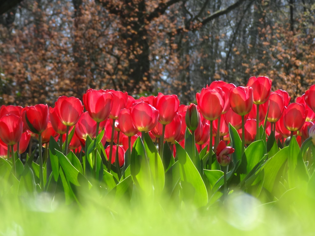 Tulips!